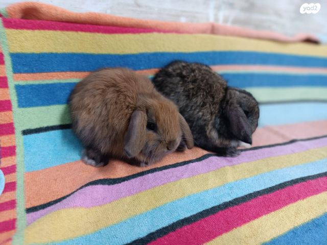 מכרסם ארנב ננסי