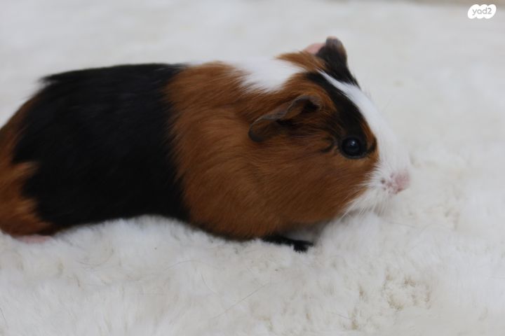 מכרסם שרקן \ קביה