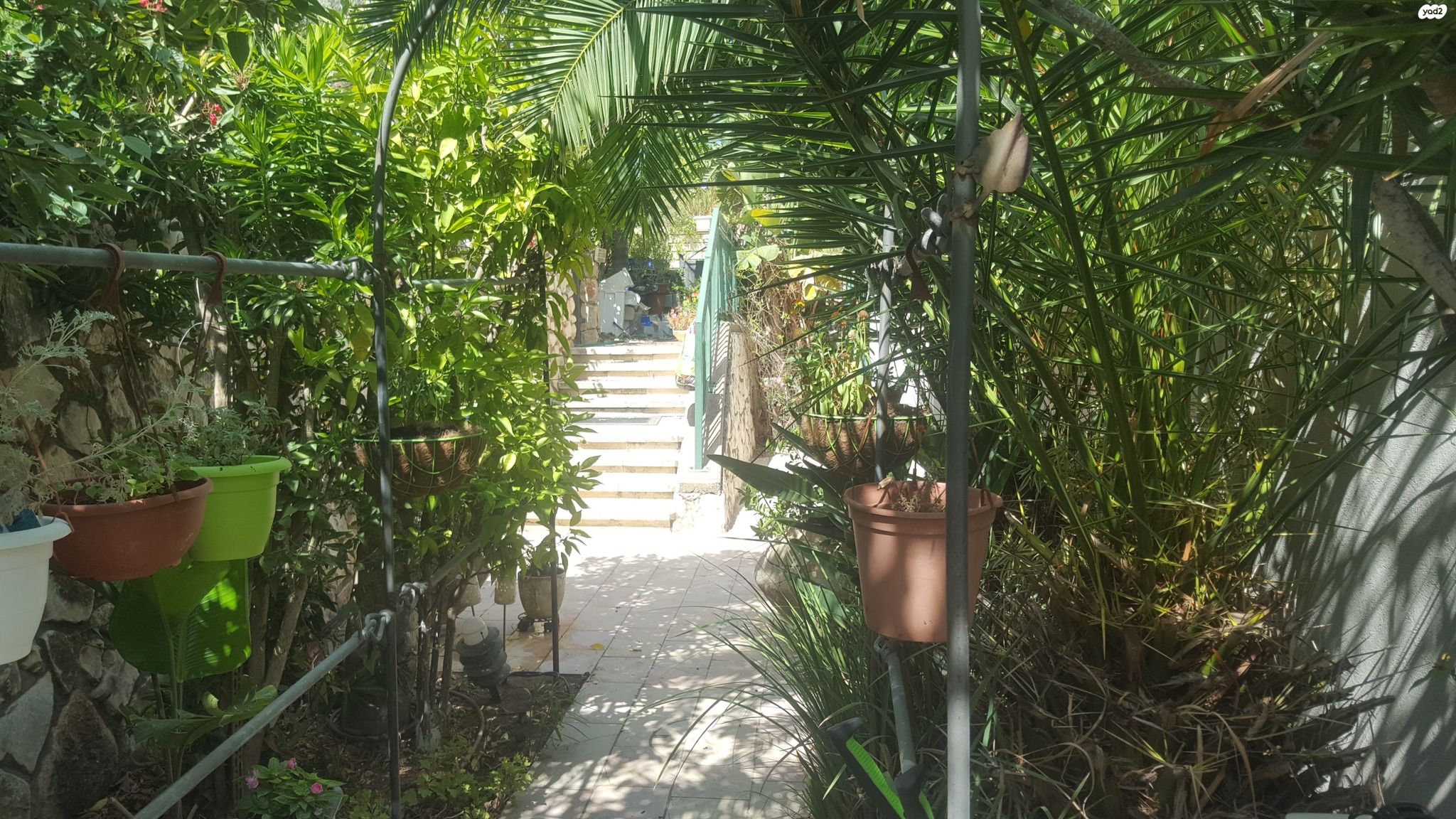 התאנה 