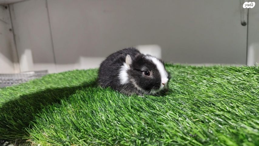 מכרסם ארנב ננסי