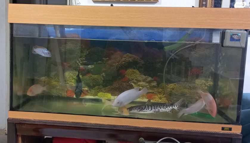 תמונת מודעה - חיות מחמד