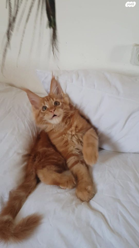 תמונת מודעה - חיות מחמד