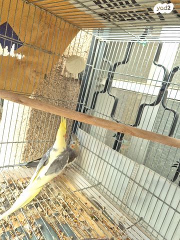 תוכי קוקוטייל