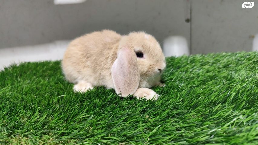 מכרסם ארנב ננסי