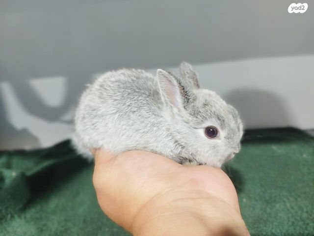 מכרסם ארנב ננסי