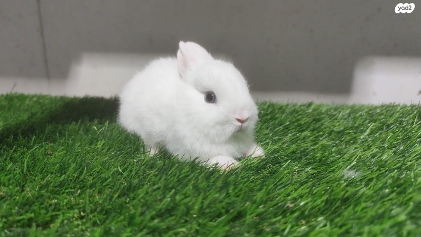 מכרסם ארנב ננסי