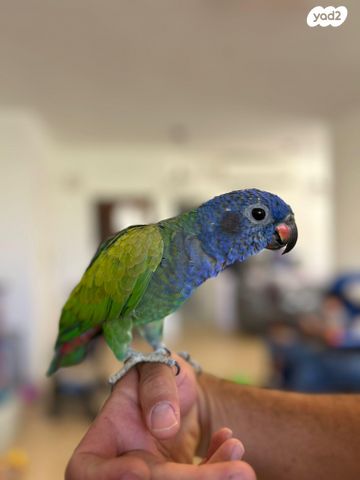 תמונת מודעה - חיות מחמד