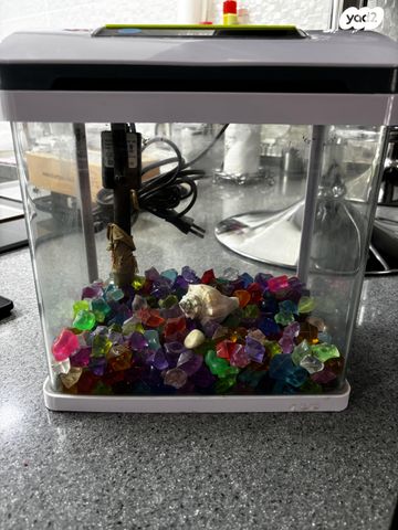 תמונת מודעה - חיות מחמד