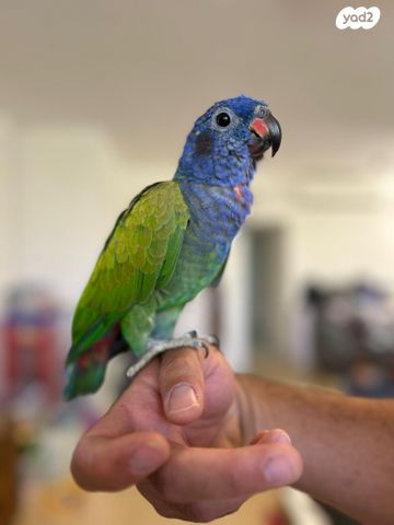 תוכי פיונוס