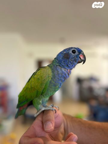 תוכי פיונוס