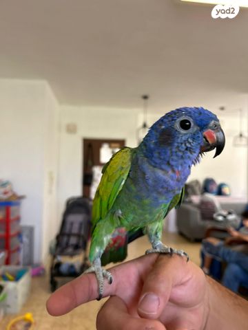 תוכי פיונוס