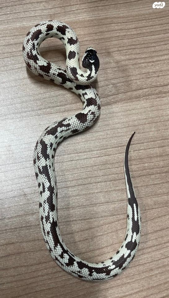 תמונת מודעה - חיות מחמד