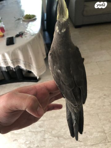 תוכי קוקוטייל