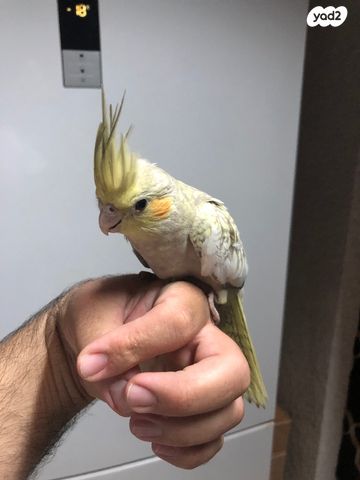 תוכי קוקוטייל