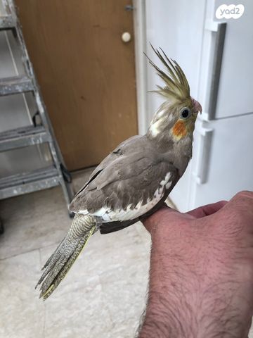 תוכי קוקוטייל