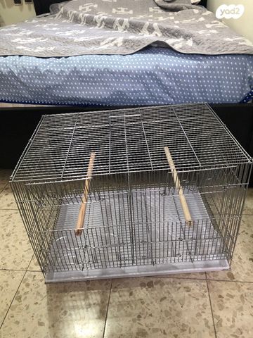 תוכי קוקוטייל