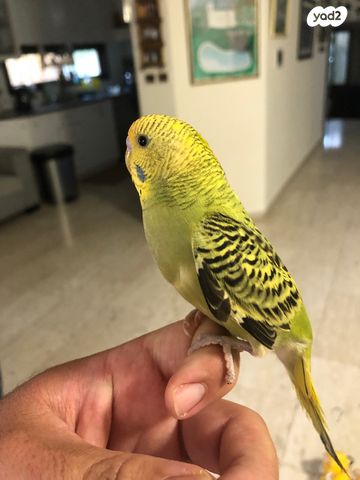 תמונת מודעה - חיות מחמד