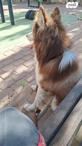 כלב האסקי סיבירי