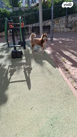 כלב האסקי סיבירי