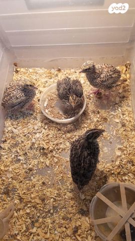 חיית משק בלאדי