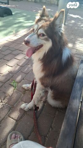 כלב האסקי סיבירי