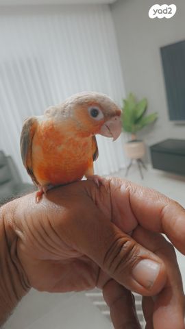 תוכי קוקוטייל