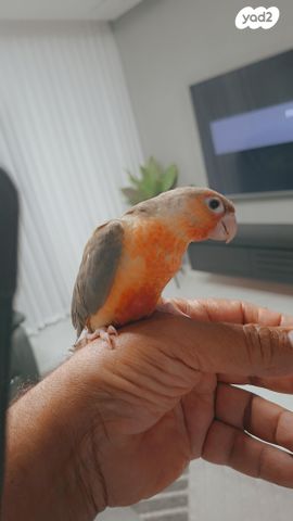 תוכי קוקוטייל