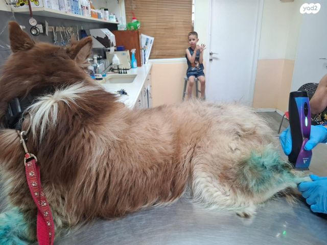 כלב האסקי סיבירי