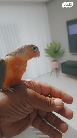 תוכי קוקוטייל