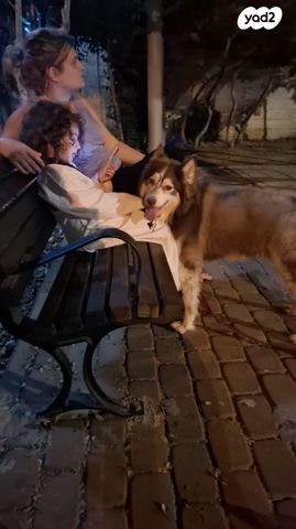 כלב האסקי סיבירי