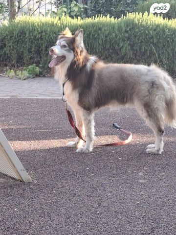 כלב האסקי סיבירי