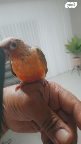 תוכי קוקוטייל