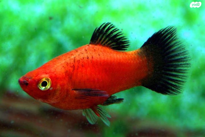 תמונת מודעה - חיות מחמד