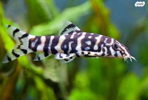 תמונת מודעה - חיות מחמד