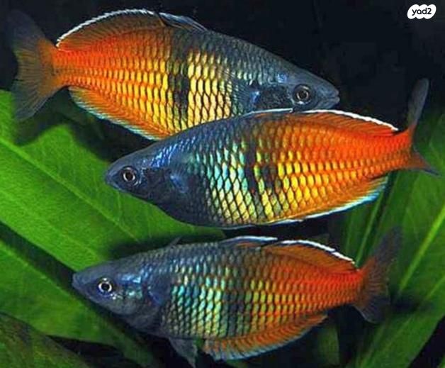 תמונת מודעה - חיות מחמד