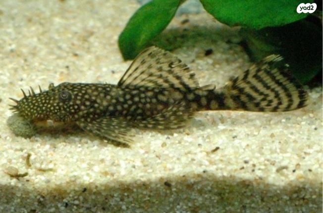 תמונת מודעה - חיות מחמד