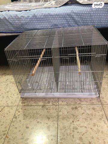 תוכי קוקוטייל