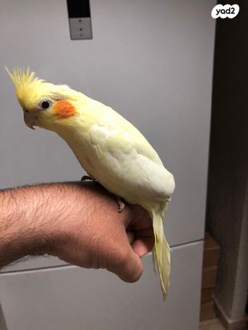 תוכי קוקוטייל