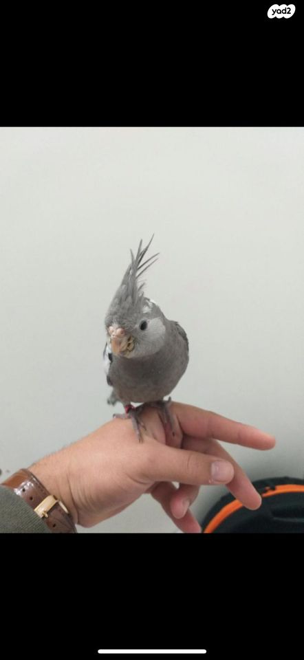 תוכי קוקוטייל