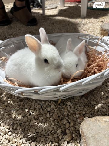 תמונת מודעה - חיות מחמד