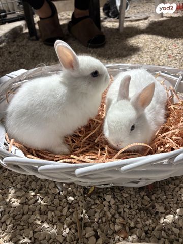 מכרסם ארנב ננסי