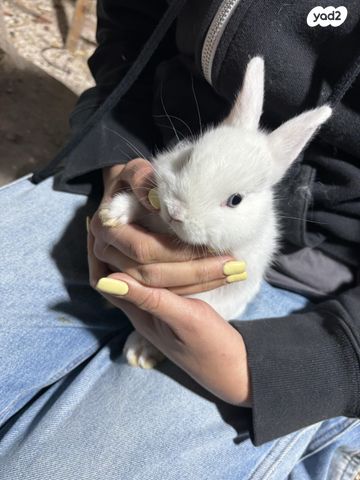מכרסם ארנב ננסי