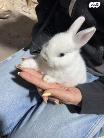 מכרסם ארנב ננסי