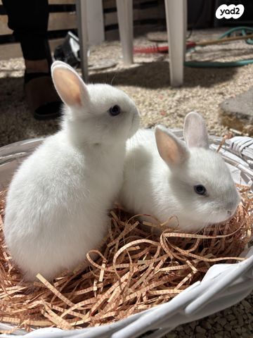 מכרסם ארנב ננסי