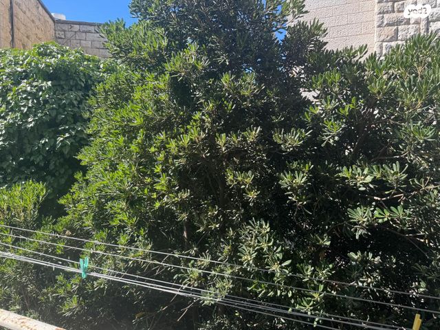 דירה, נחלאות, שערי חסד, ירושלים