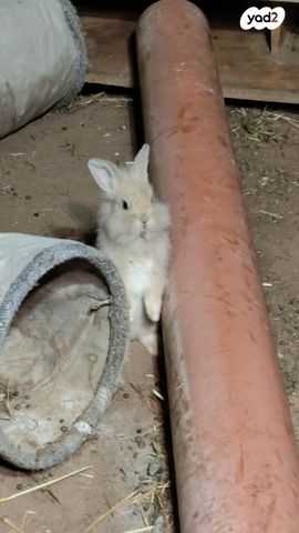 תמונת מודעה - חיות מחמד