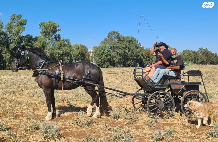 תמונת מודעה - חיות מחמד