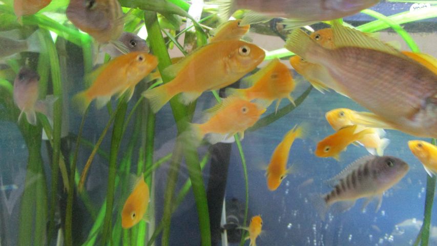 דג ציקלידים