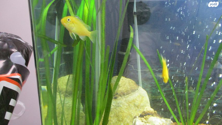 דג ציקלידים