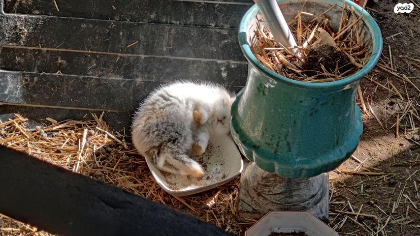 מכרסם ארנב \ שפן